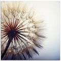 ARTland Glasbilder mit Pusteblumen