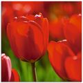 ARTland Glasbilder mit Tulpen