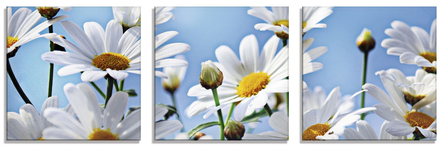 Monia: Blumen - - Glasbild Margeriten