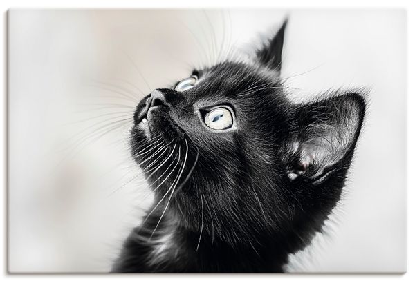 Leinwandbild von Steffen Gierok Schwarze Katze - ARTland Leinwandbild von Steffen Gierok Schwarze Katze