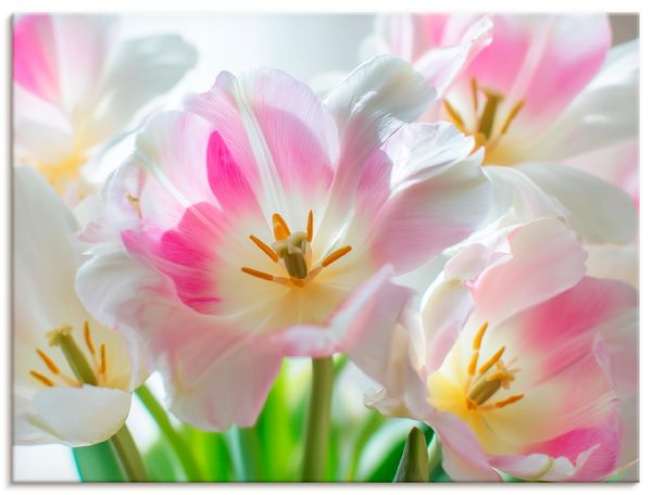 Leinwandbild von Nova Voss Strahlende Tulpenblüten - ARTland Leinwandbild von Nova Voss Strahlende Tulpenblüten